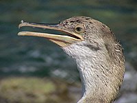 Cap Corse, Marine di Giottani (Kormoran 3).JPG